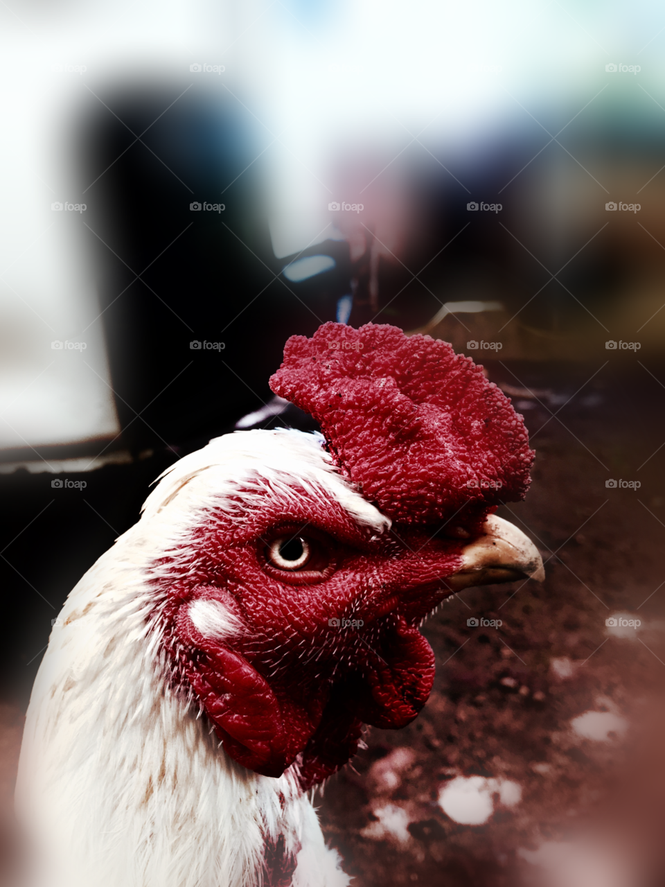 My rooster -: some people call aseel , fighting roosters , gaming hen , Java , Shamo . Vaduven . And more ... 