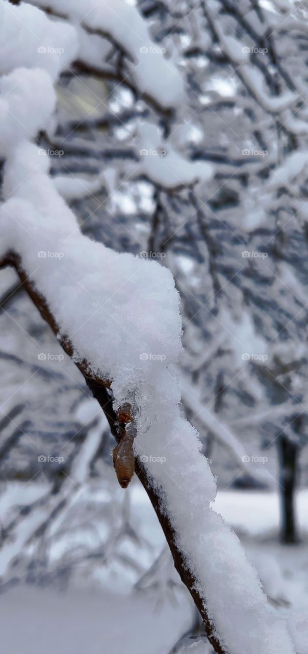 frosty marvels nature's