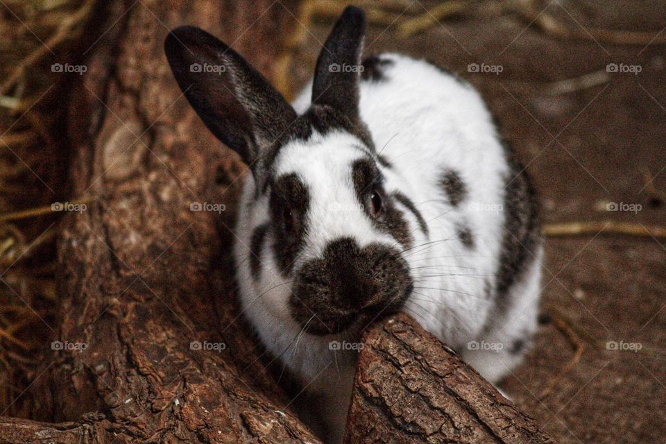 Tabby black-and-white rabbit sitting next to a log and nibbling on it.