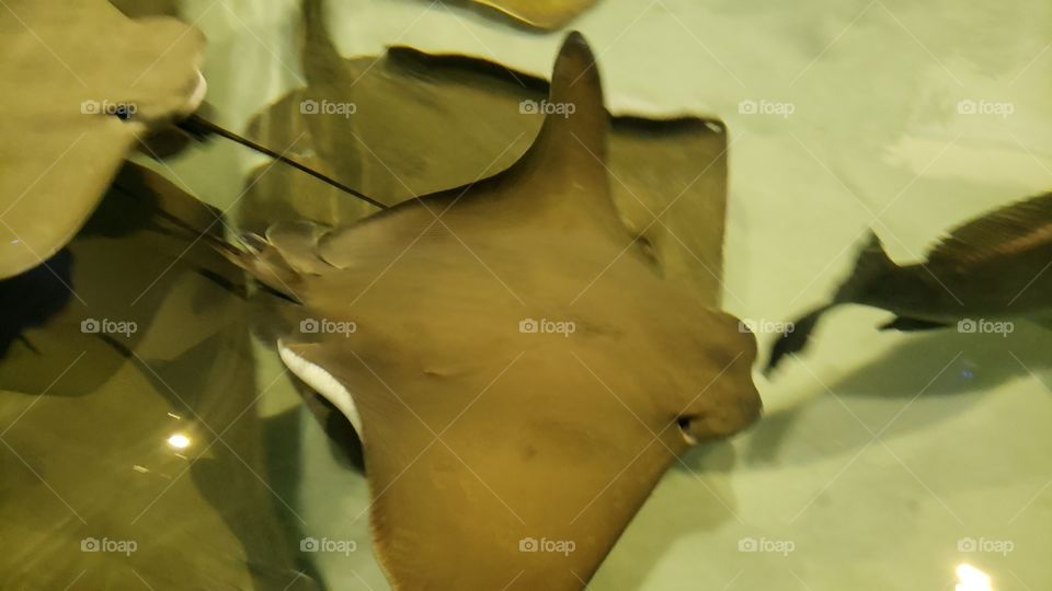 sting rays