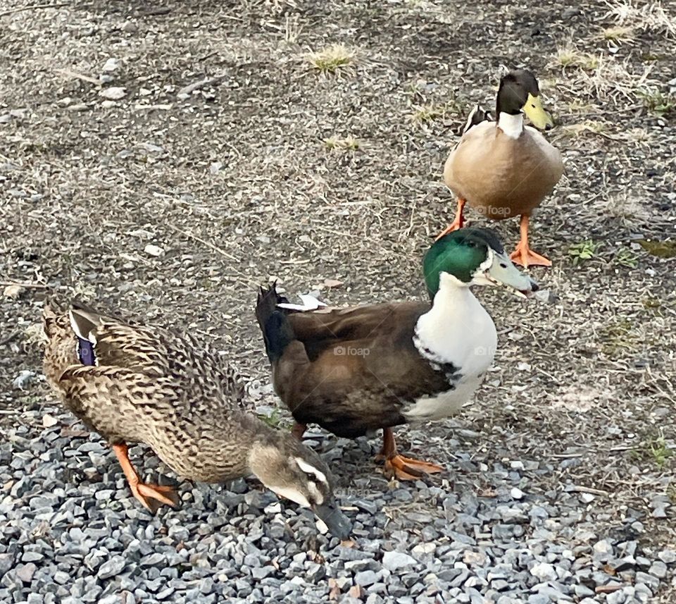 Three ducks and mallards wander across a rocky area near the pond, pecking at the ground in search of food. Their colorful feathers shimmer under the sunlight as they curiously explore their surroundings.