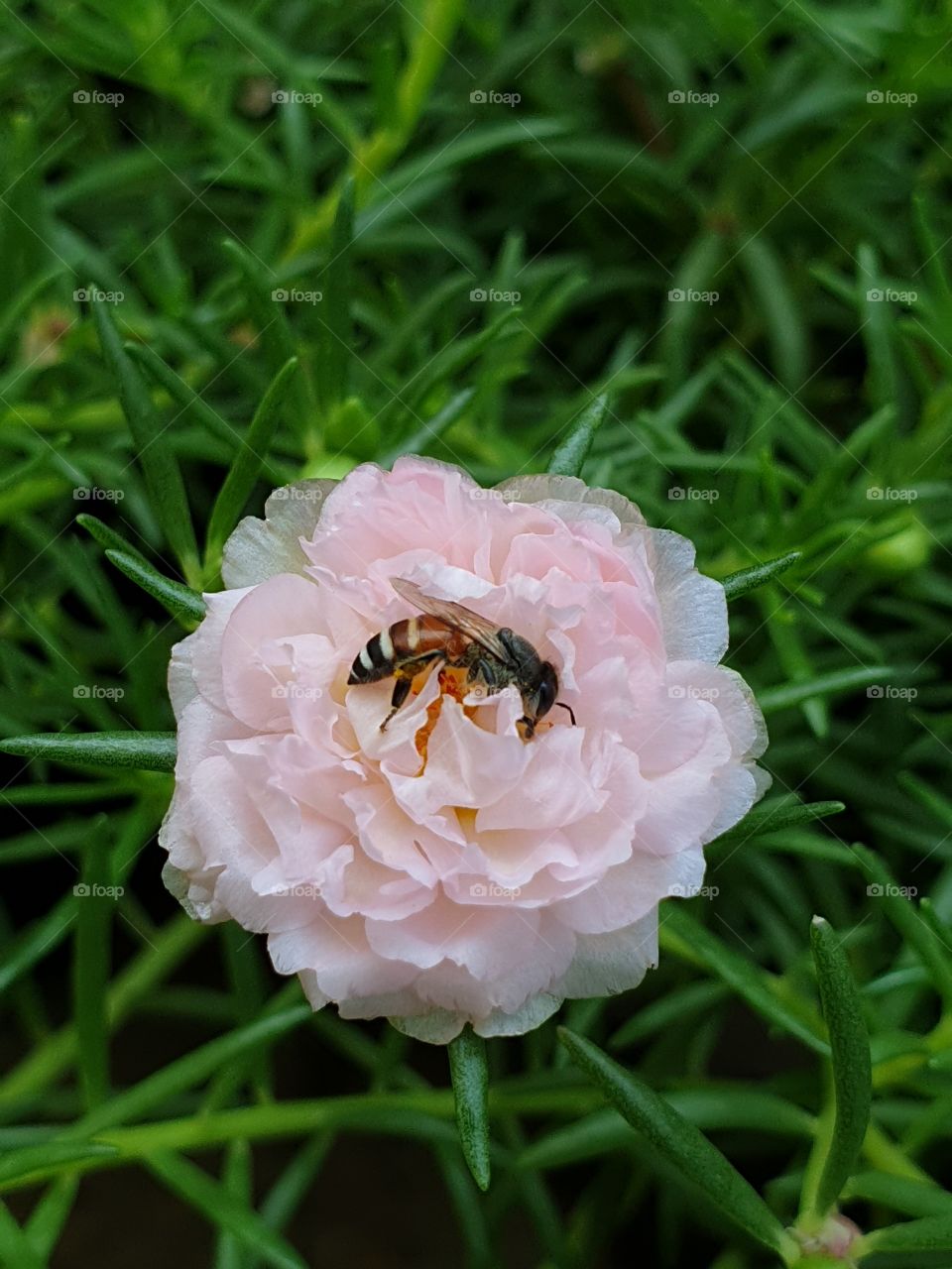  Portulaca Grandiflora or Moss-rose