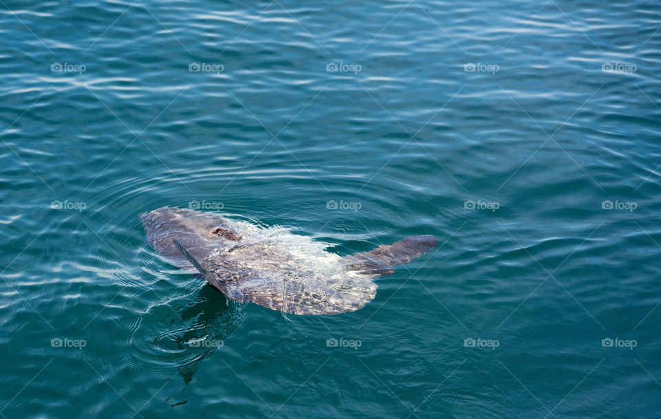 Pez Luna Mediterráneo (Mediterranean Bony Fish) 