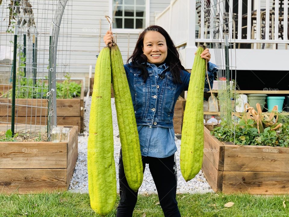Luffa harvest 