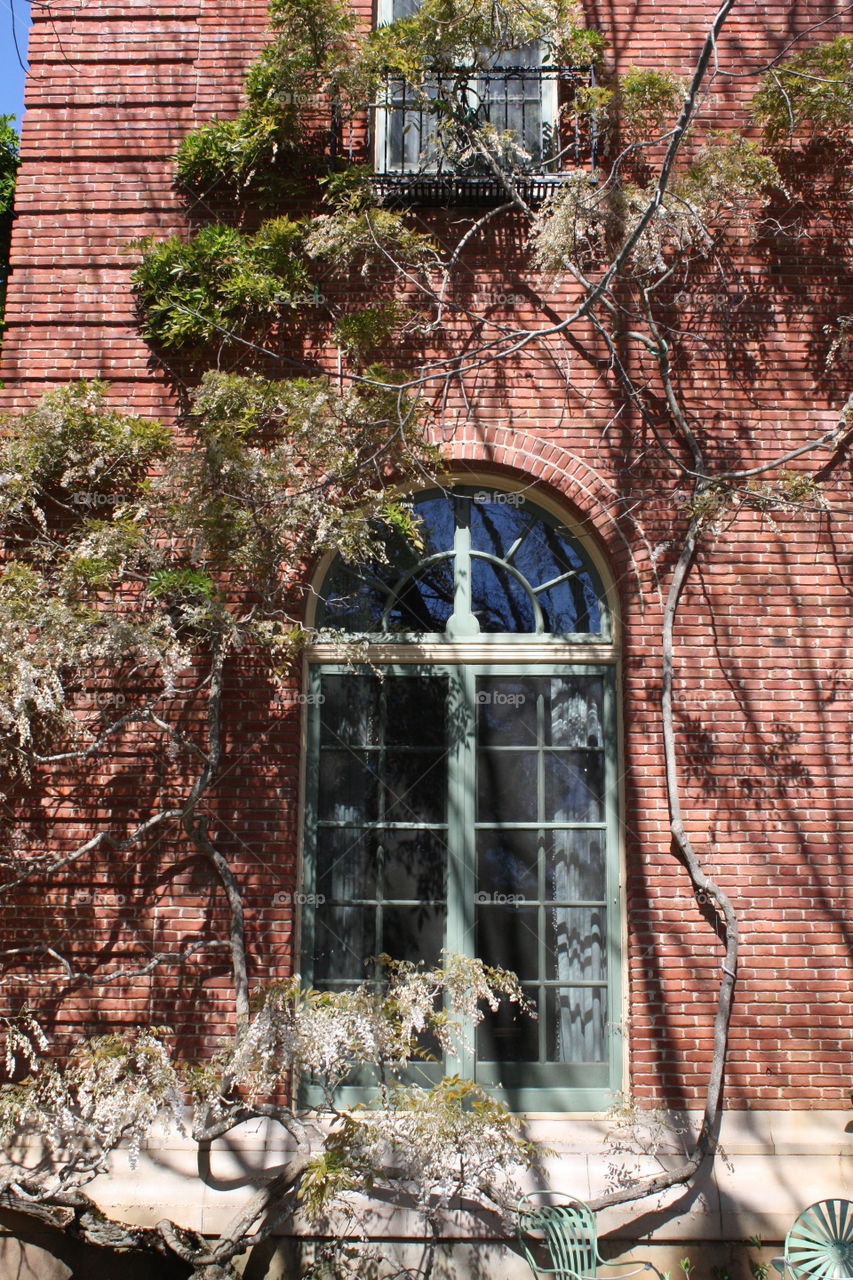 Wisteria window 