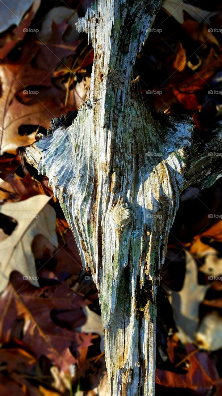 driftwood in autumn leaves