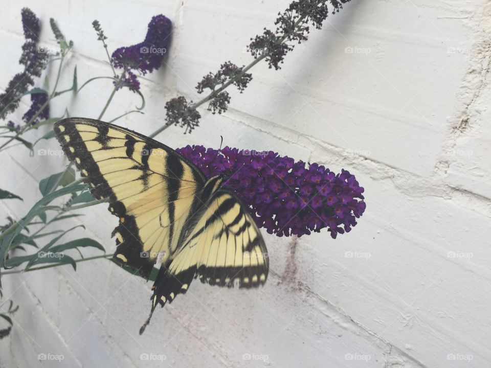 Butterfly on Lavender butterfly bush