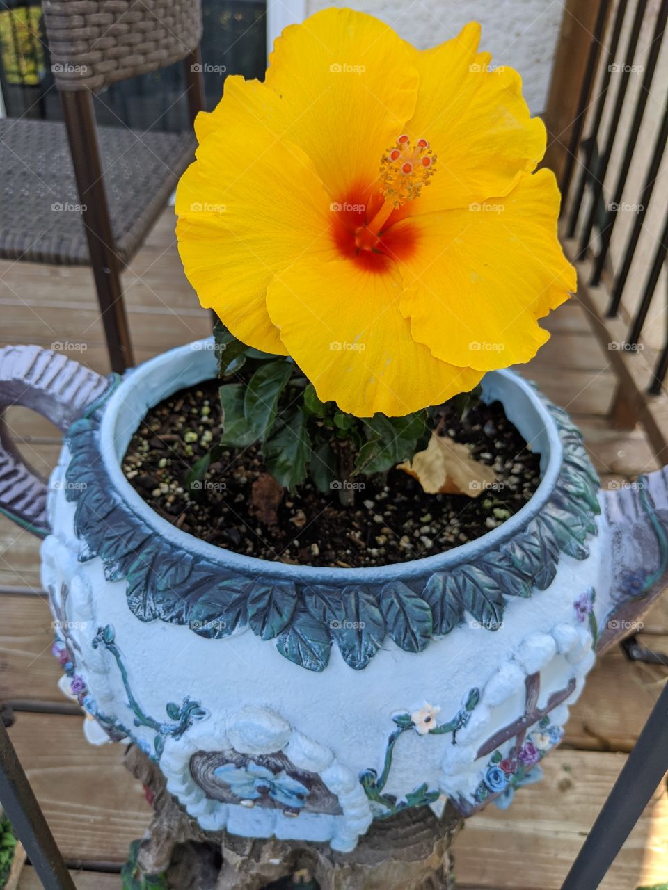 Blooming Hibiscus