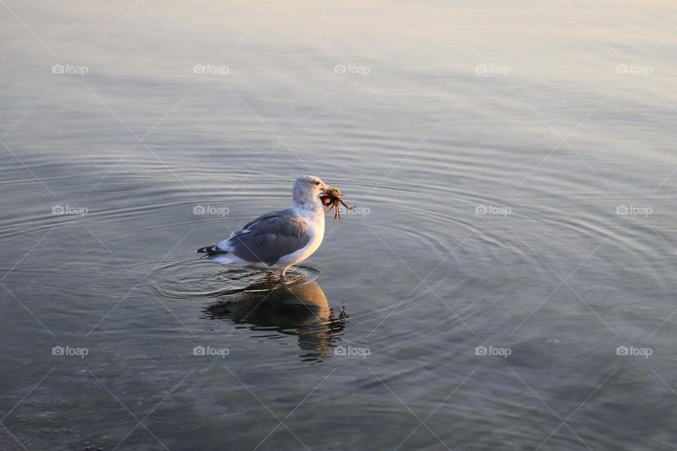 seagull with crab in the beak 