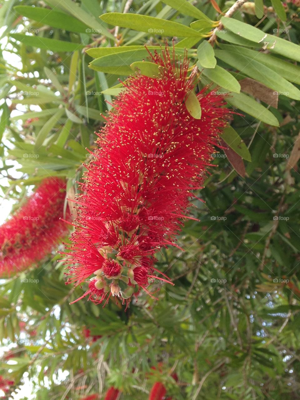 Bottle brush tree 