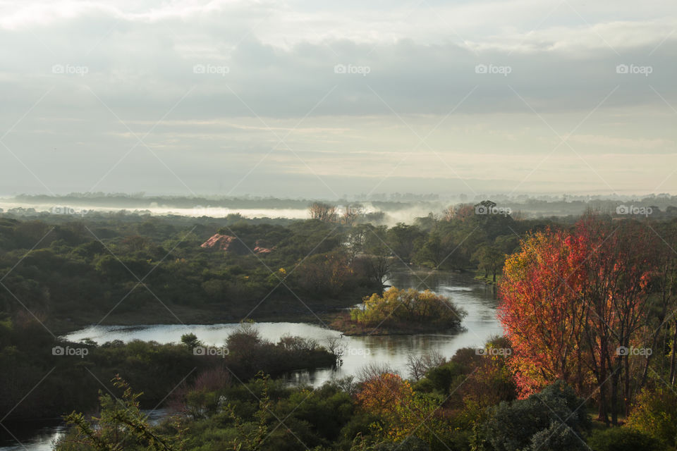 Scenic view of tree