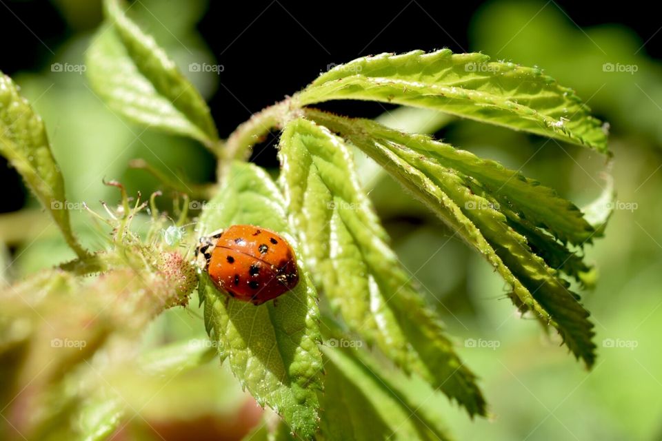 Ladybugs , beetles, insects,nature 