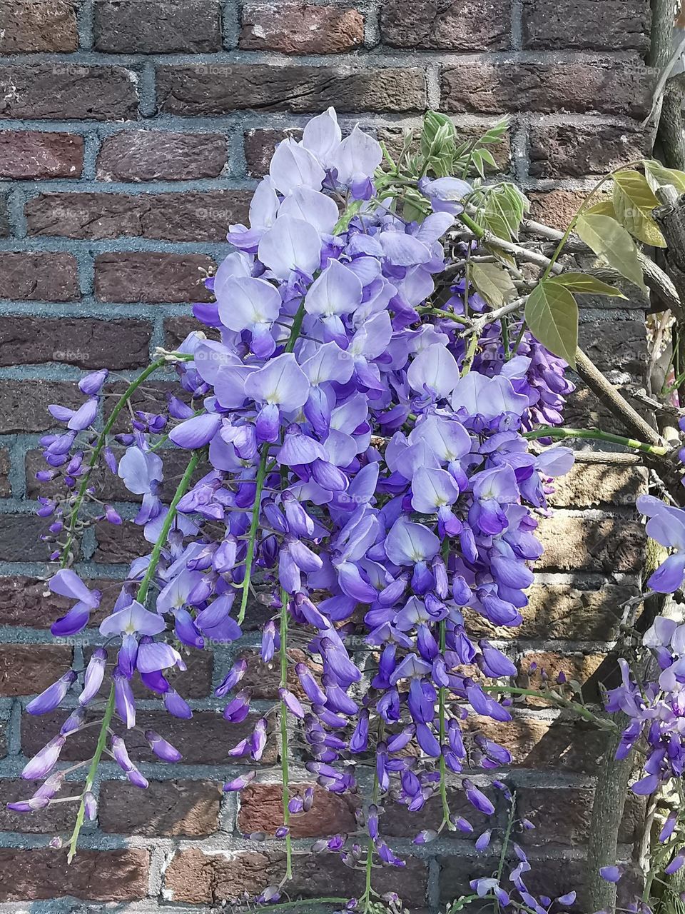 Branch of flowering Wisteria