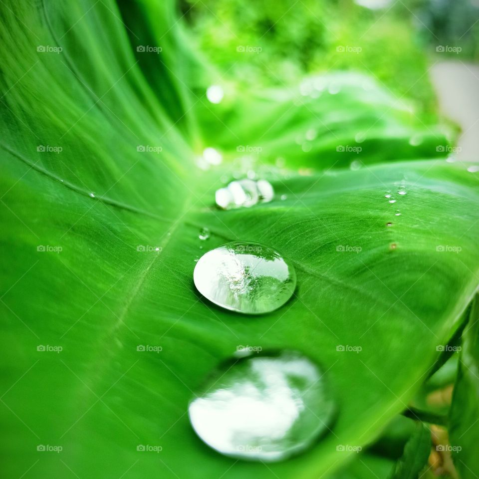 Water Drops