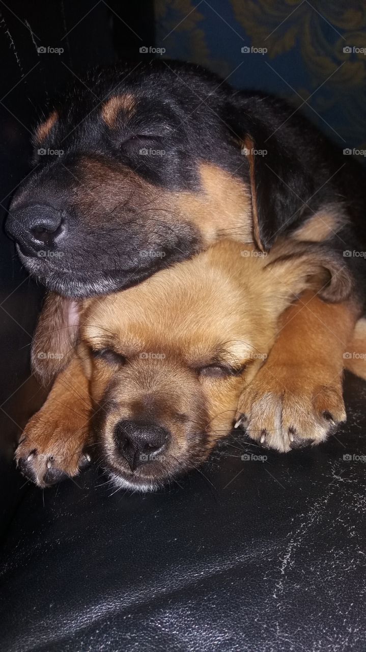 Two dog sleeping together