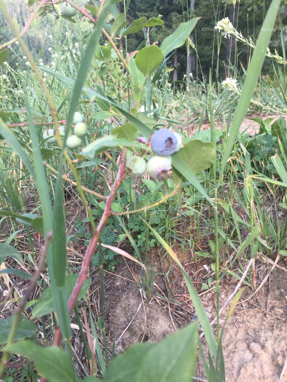 The first ripe blueberry of the season   