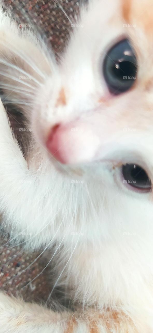 the eyes of small cat