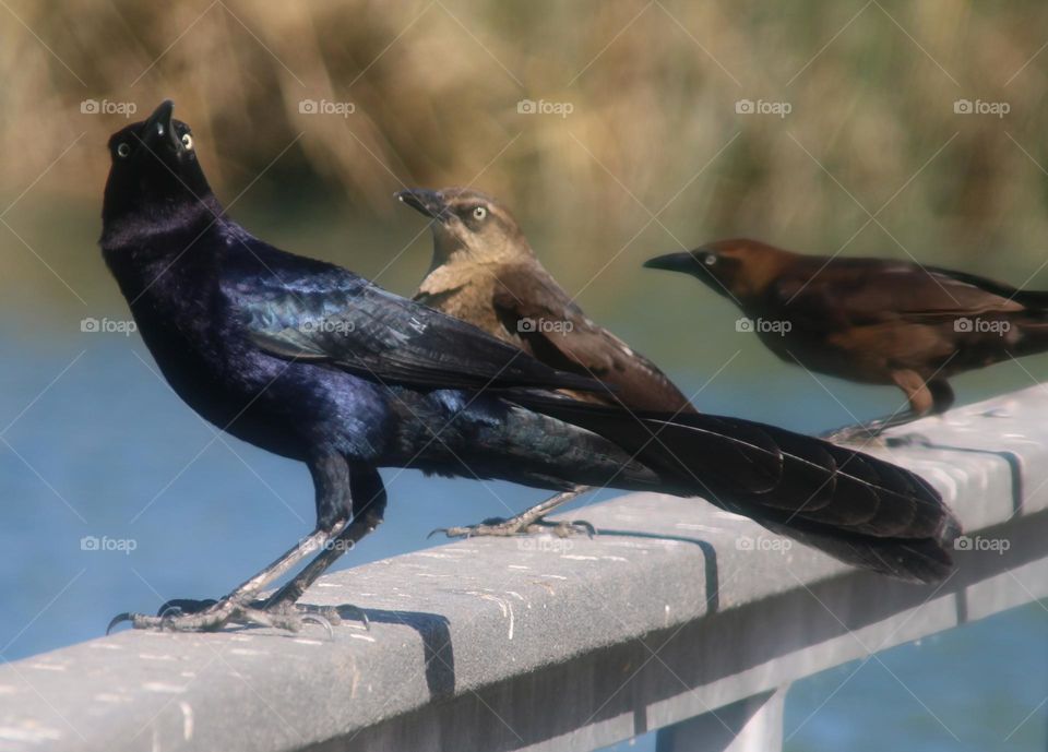 Three Grackles on a Railing
