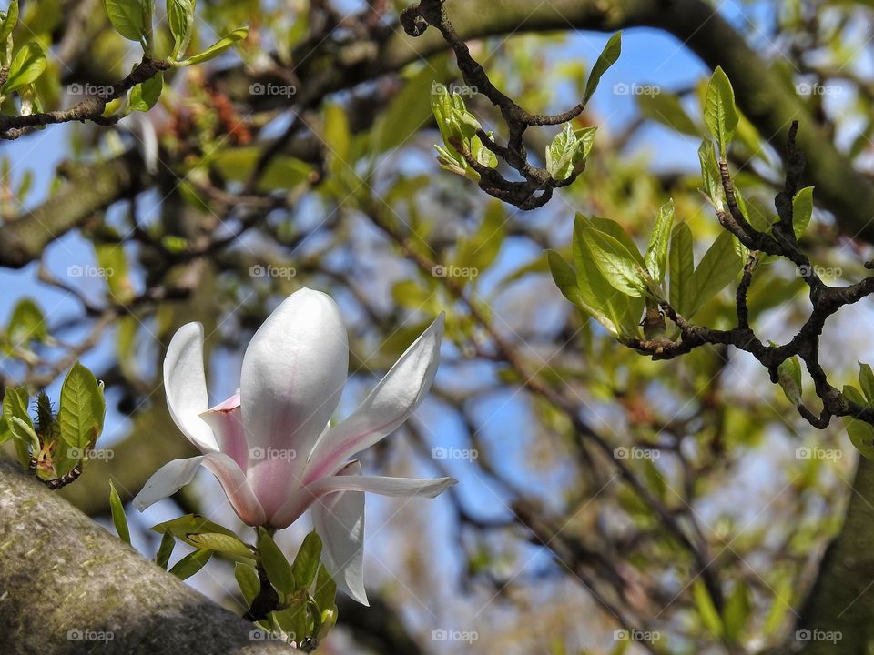 Close-up of magnolia flower