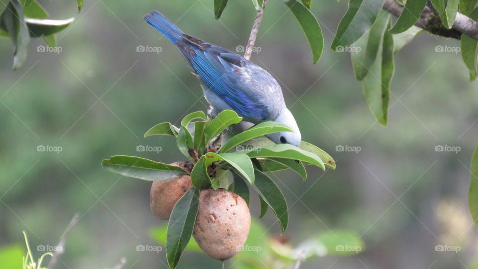 Blue Bird (Azulejo) Thraupis episcopus Blue-gray Tangara