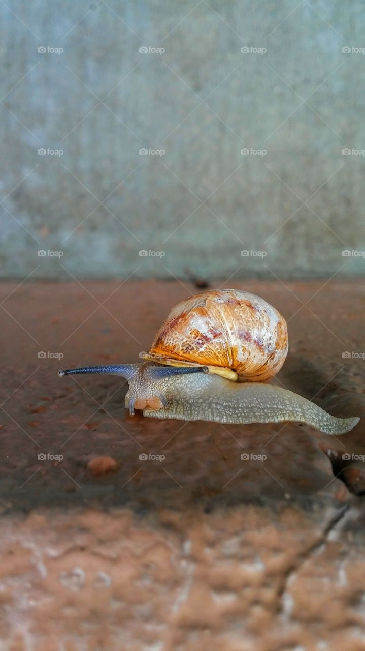 snail