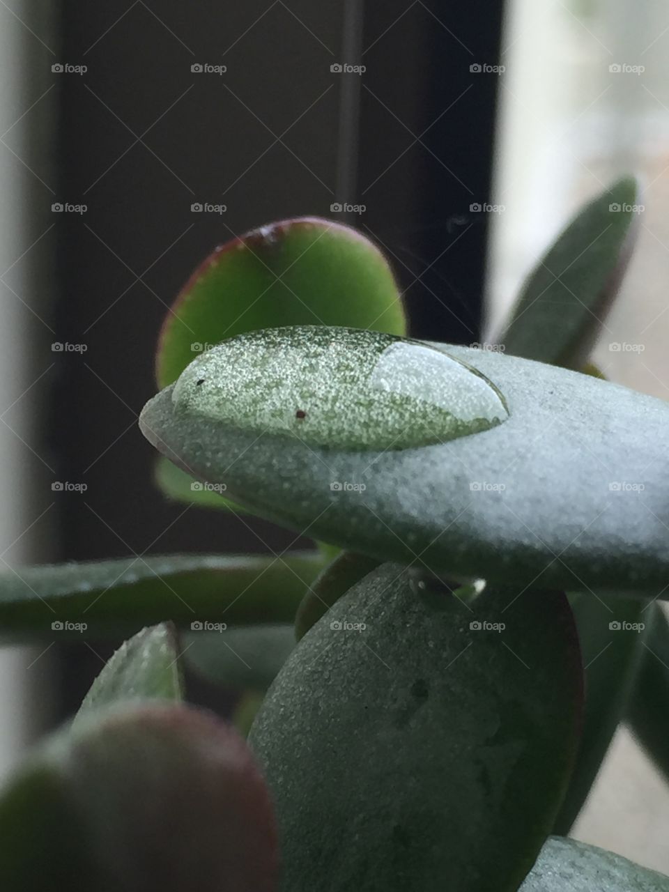 Water drop on plant