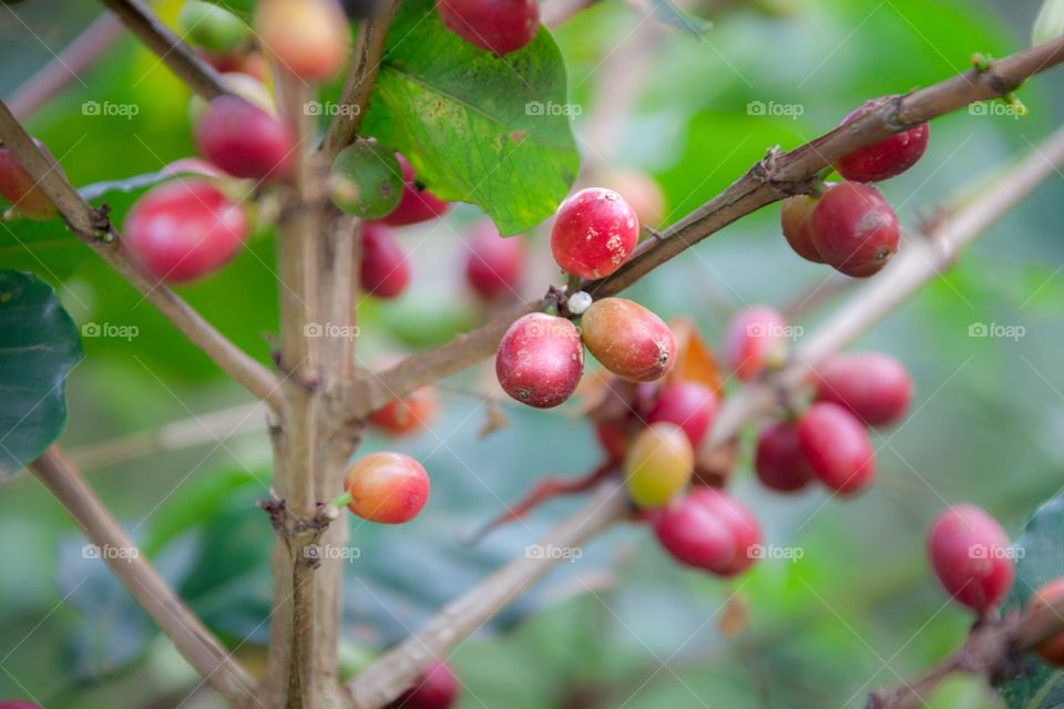Ripe coffee beans on branch ready to be picked