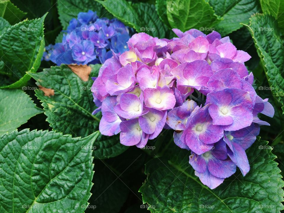 Hydrangeas . Blue and purple hydrangeas 