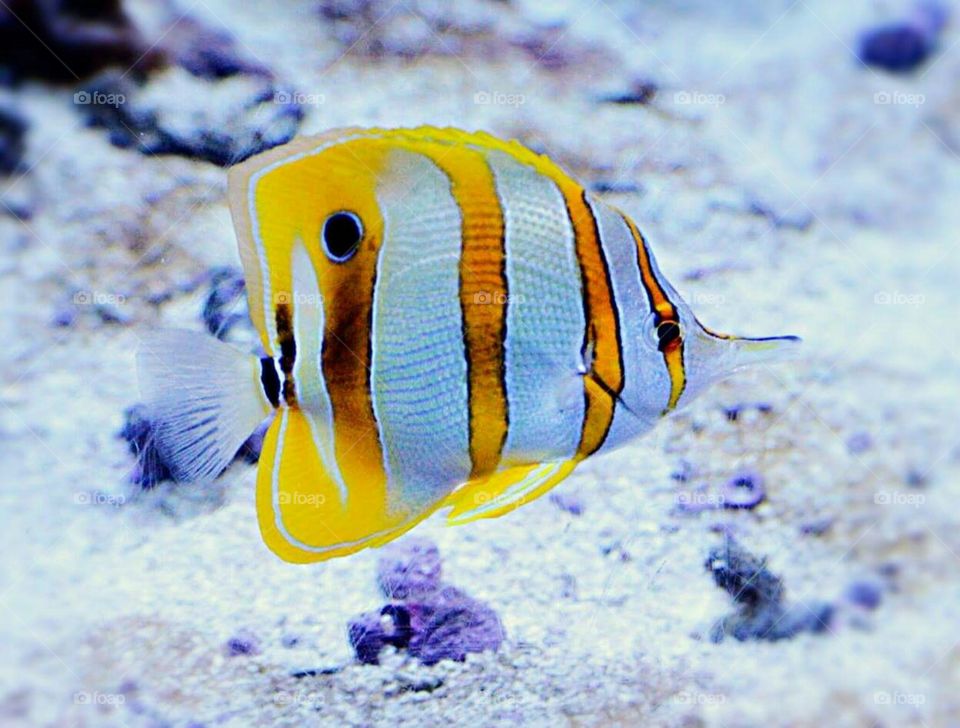 Copper Banded Butterfly Fish