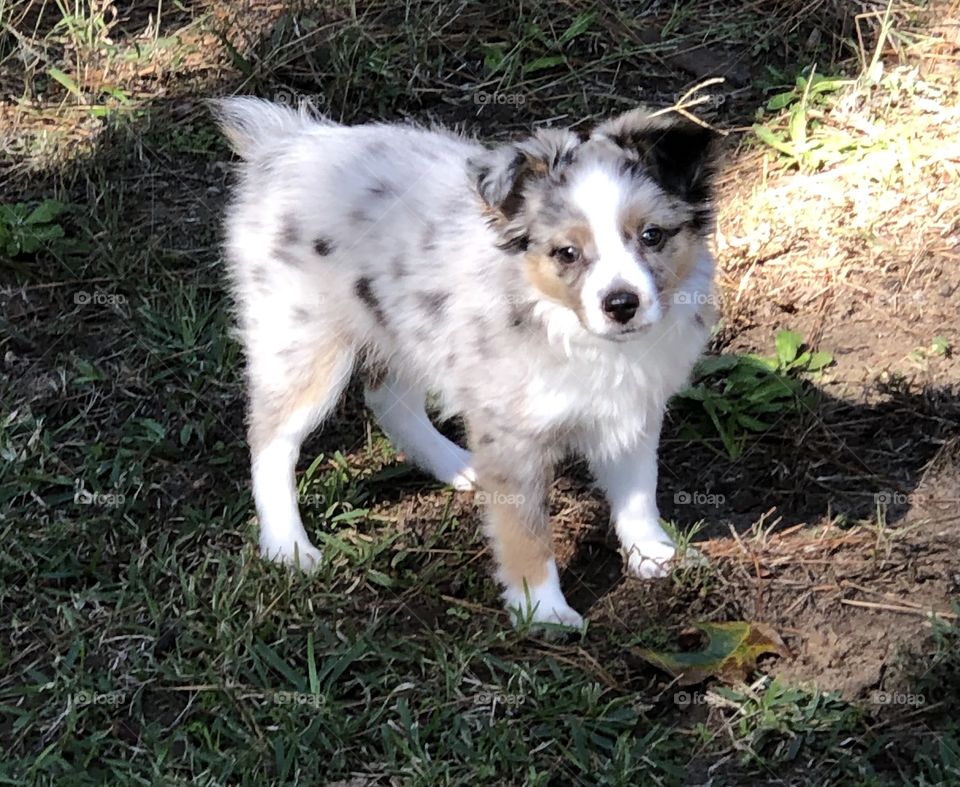 Toy Aussie Blue Merel 