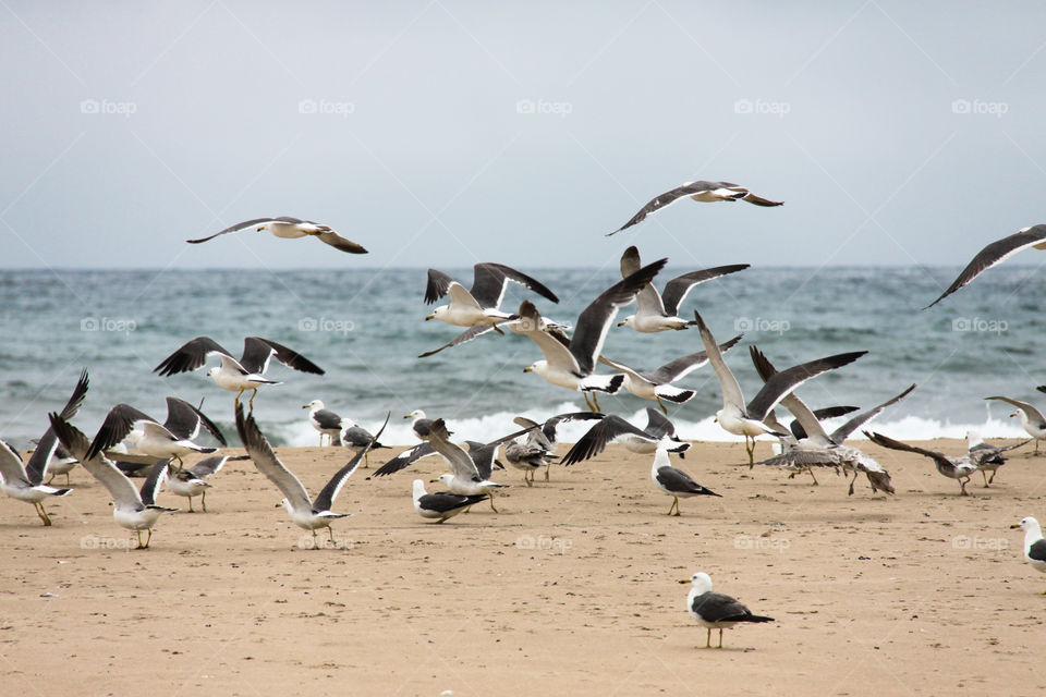 Seagulls sitting and flying over the coast with yellow sand.
