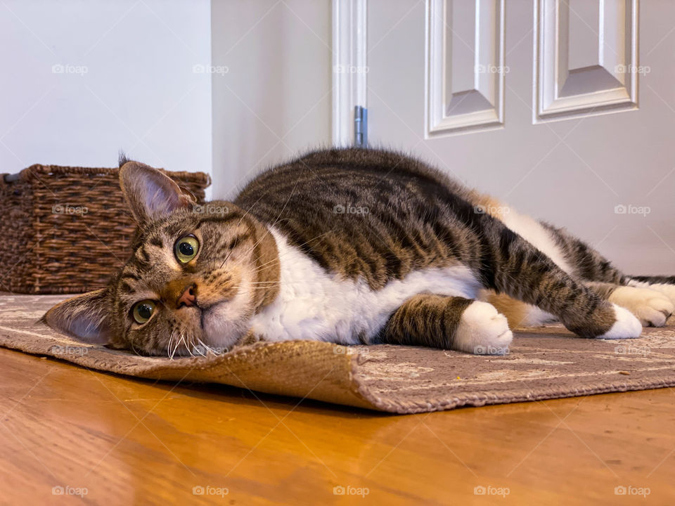 Cute tabby cat lying on a rug 