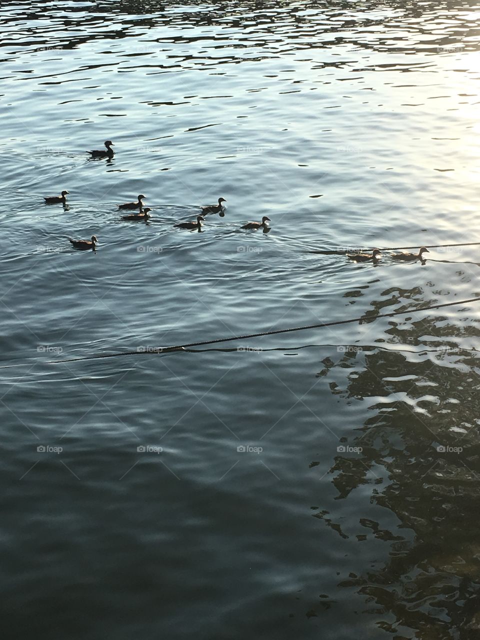 Ten Ducks 