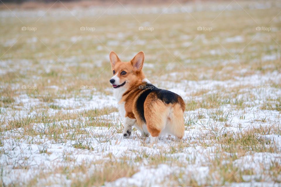 Animal, Mammal, Dog, Cute, Nature