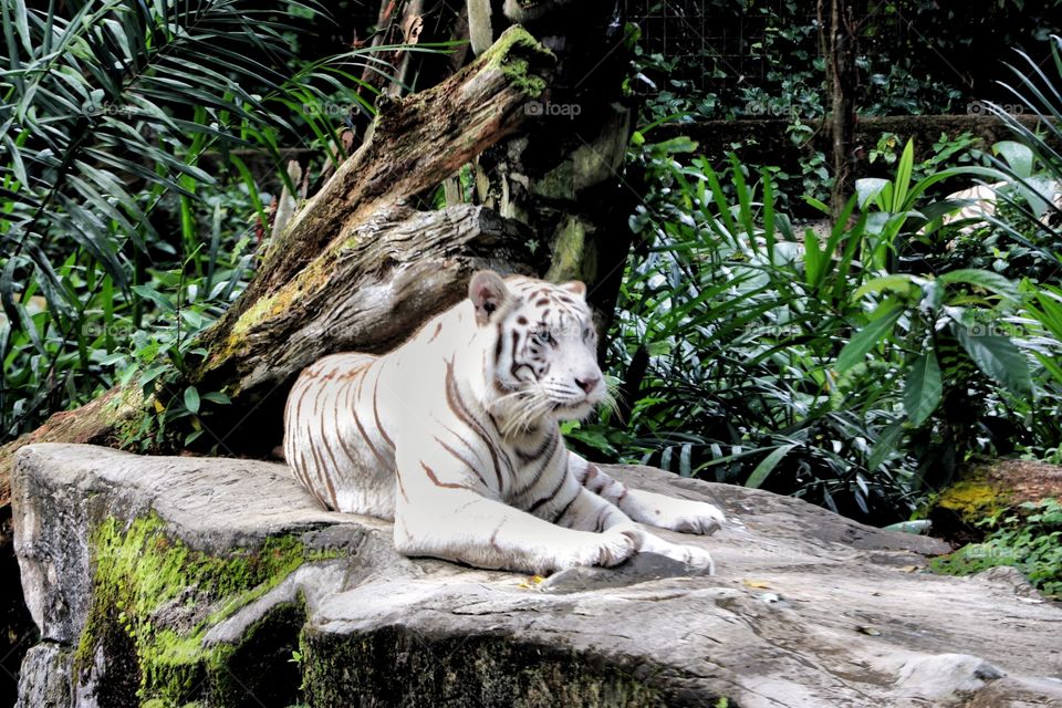 Royal Bangal tiger 