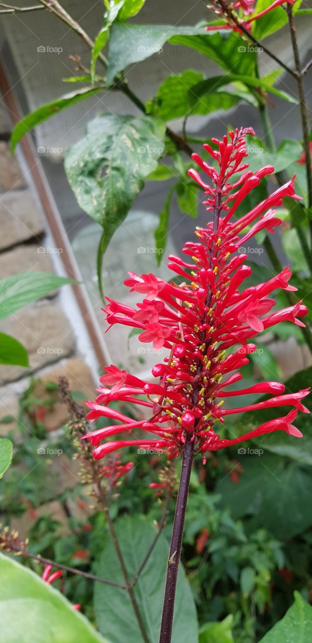 red flowers