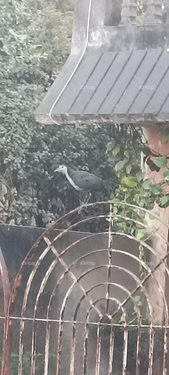 long legs bird with sharp beak grey in colour standing on metal gate of an old house under a green leaf tree