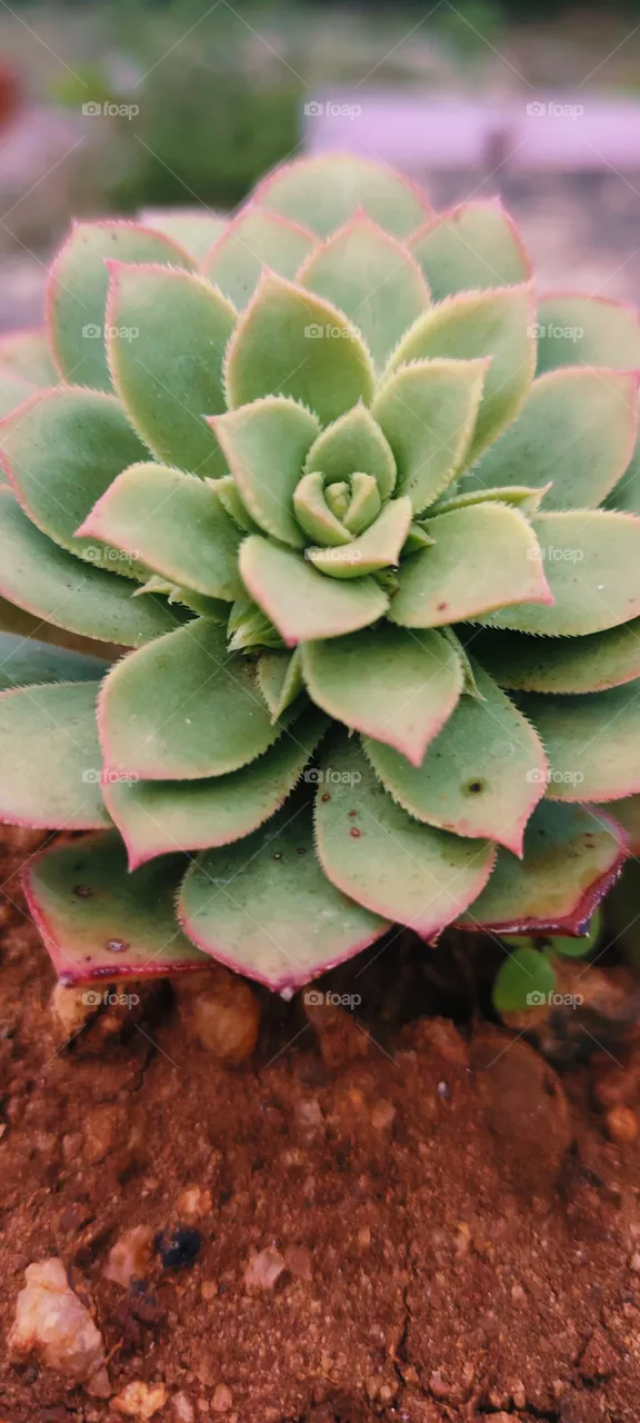 cactus plant