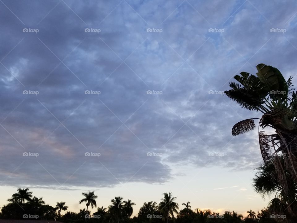 morning backyard sunrise view, Fort Lauderdale, Florida