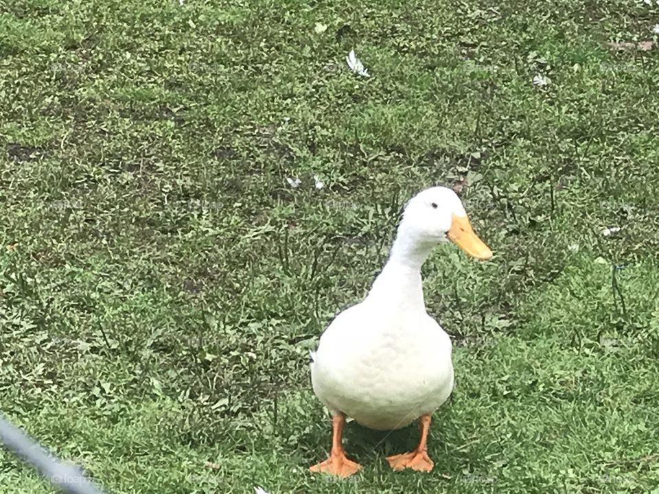 Where is my lady duck ?