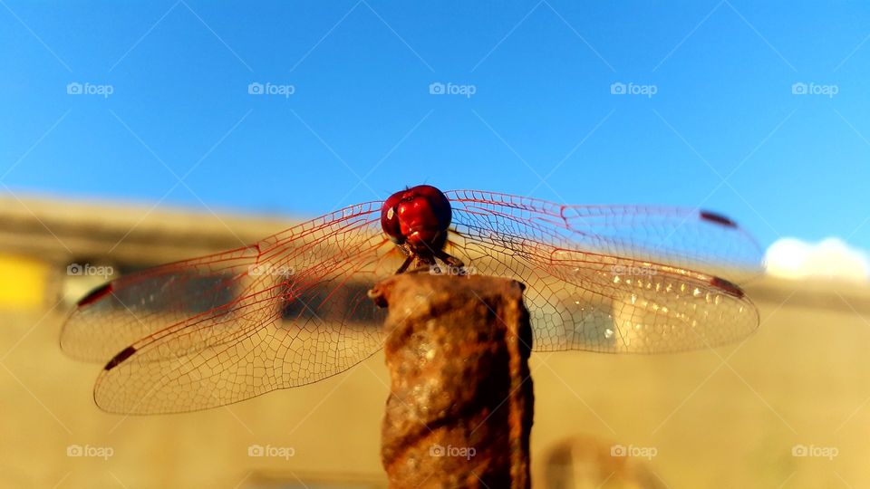 dragonfly