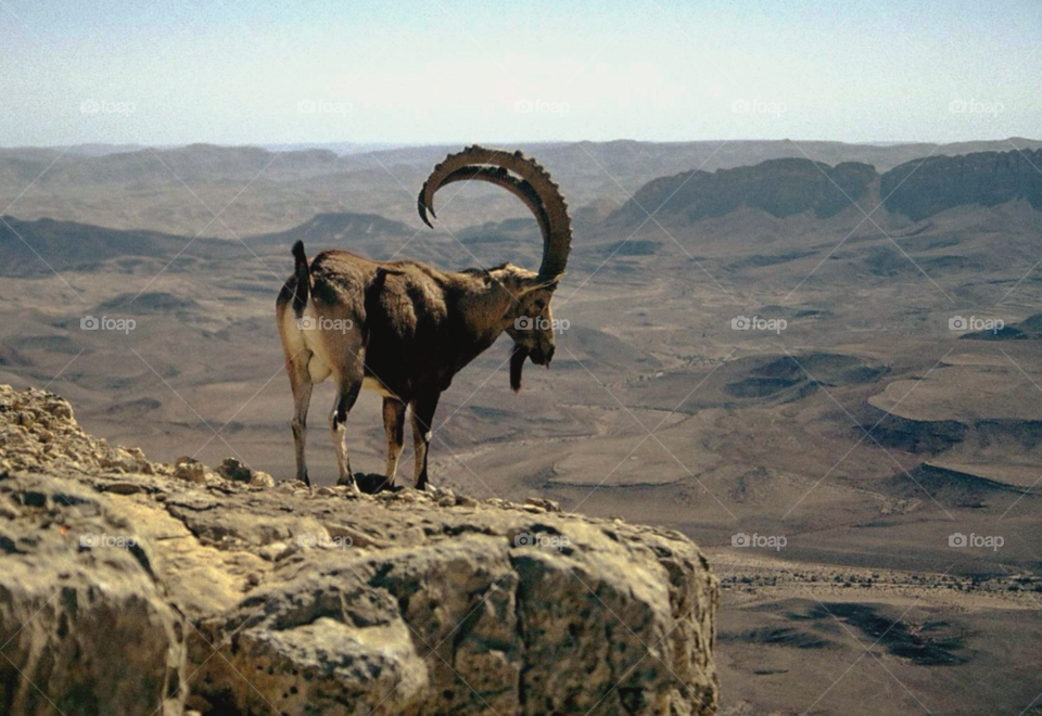 desert dweller sand desert wildlife by pandahat