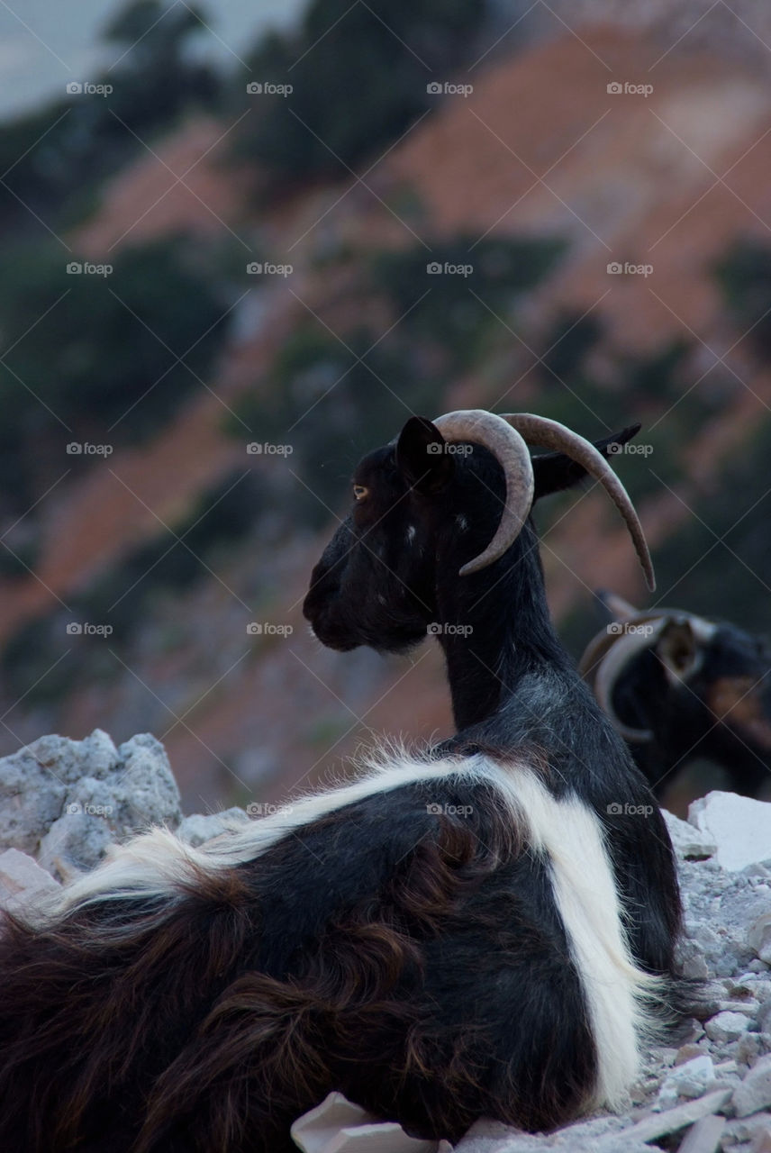 greece goat crete kri by leicar9