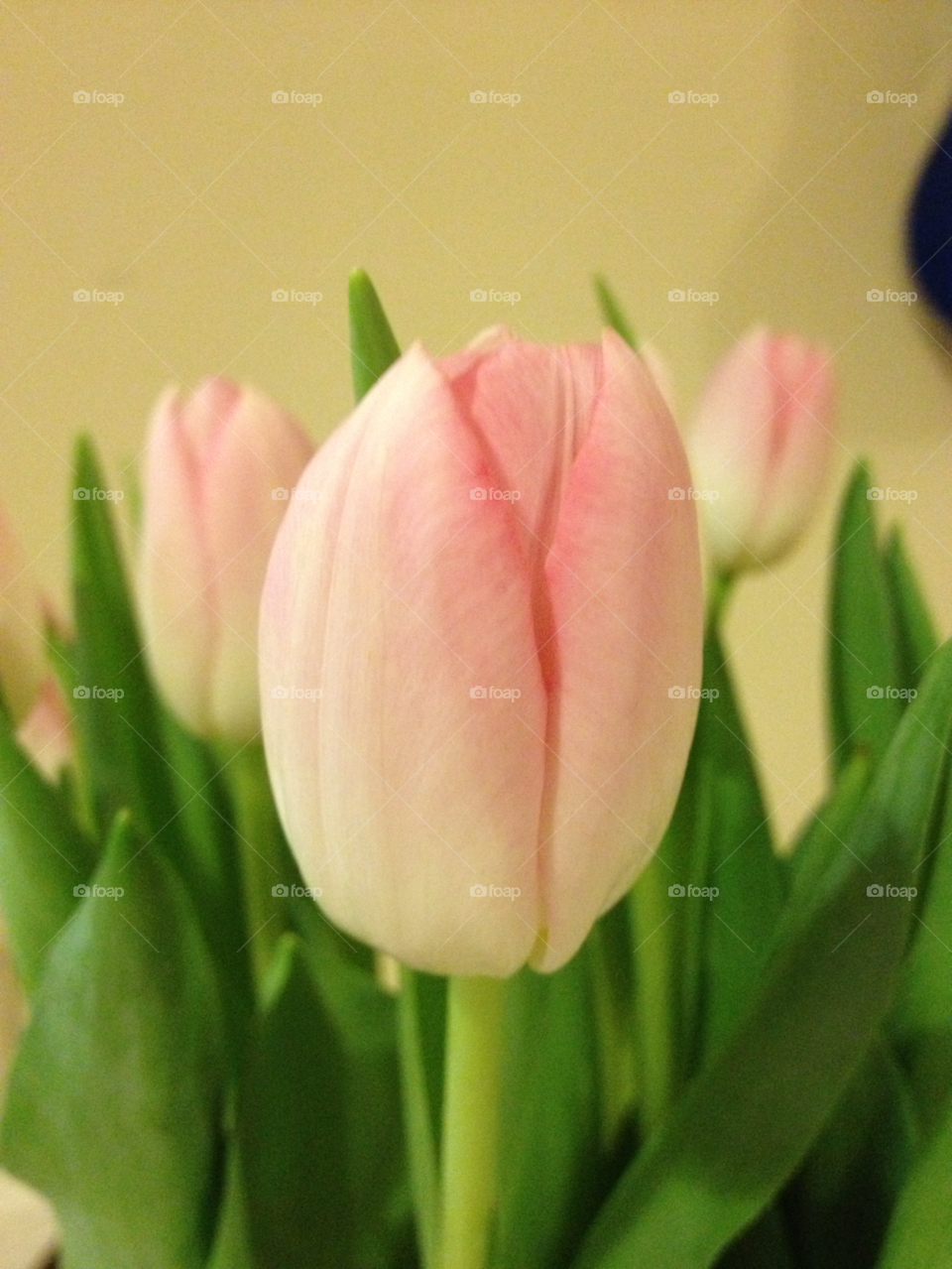 pink flower tulip by Zestine