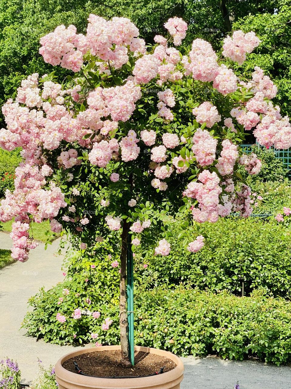 Soft pink tree rose in a clay pot. Tree roses, make spectacular displays in pots on a deck, patio or garden. 