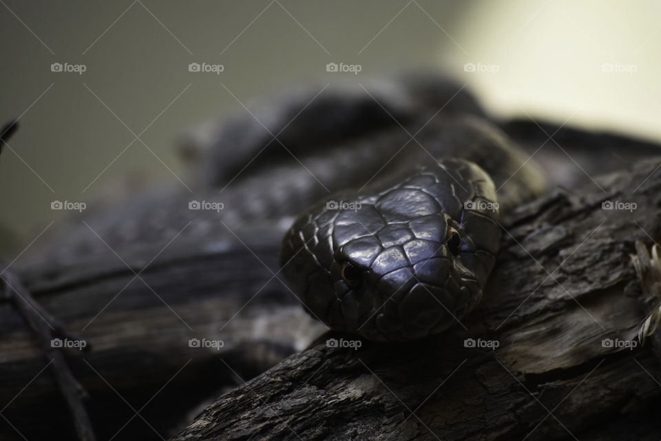 Observing Snouted Cobra Snake (Naja annulifera), Pretoria, South Africa