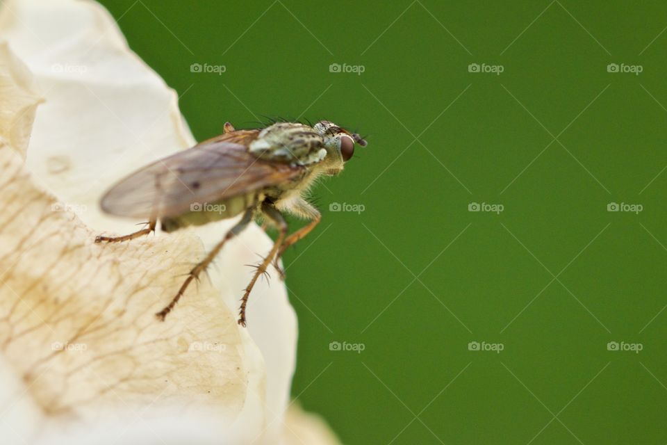 Fly On Flower