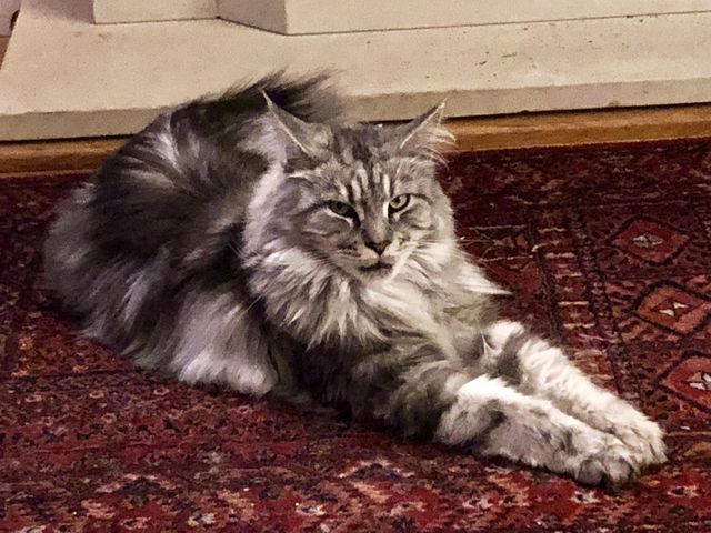 Maine Coon