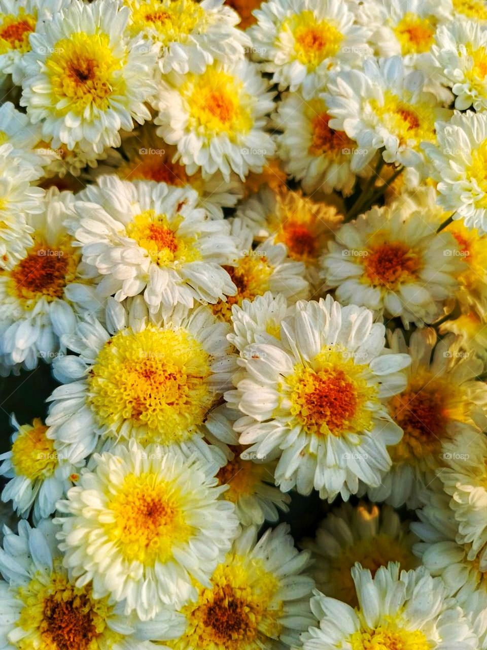 Those flowers with the green stems look so fresh and vibrant, adding a pop of colour to your day! Nature's beauty always brightens up the surroundings. ๐บ๐ฟ๐ผ