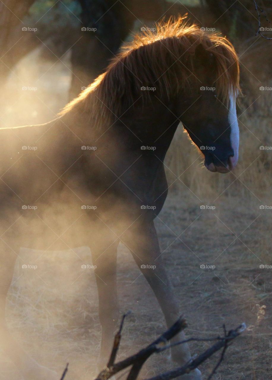 Wild Stallion in Dust and Light